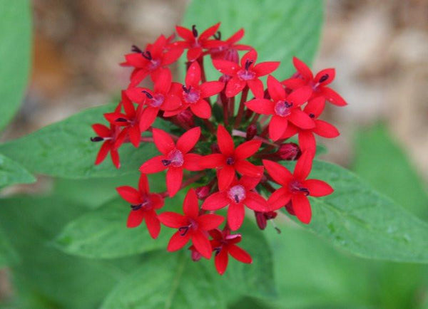 penta flower