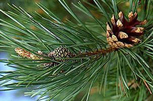 Pine, Pinus sylvestris, Essential Oil