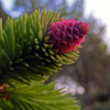 Pine Flower or cone