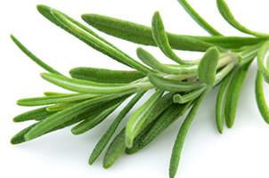 Rosemary, Rosmarius officinalis, Essential Oil