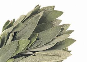 Sage, Salvia officinalis, Essential Oil 