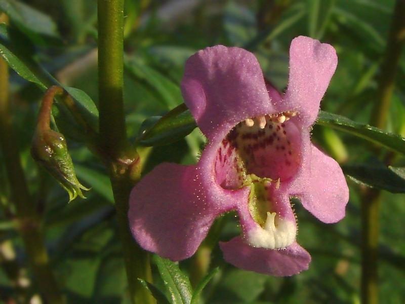 snapdragon flower