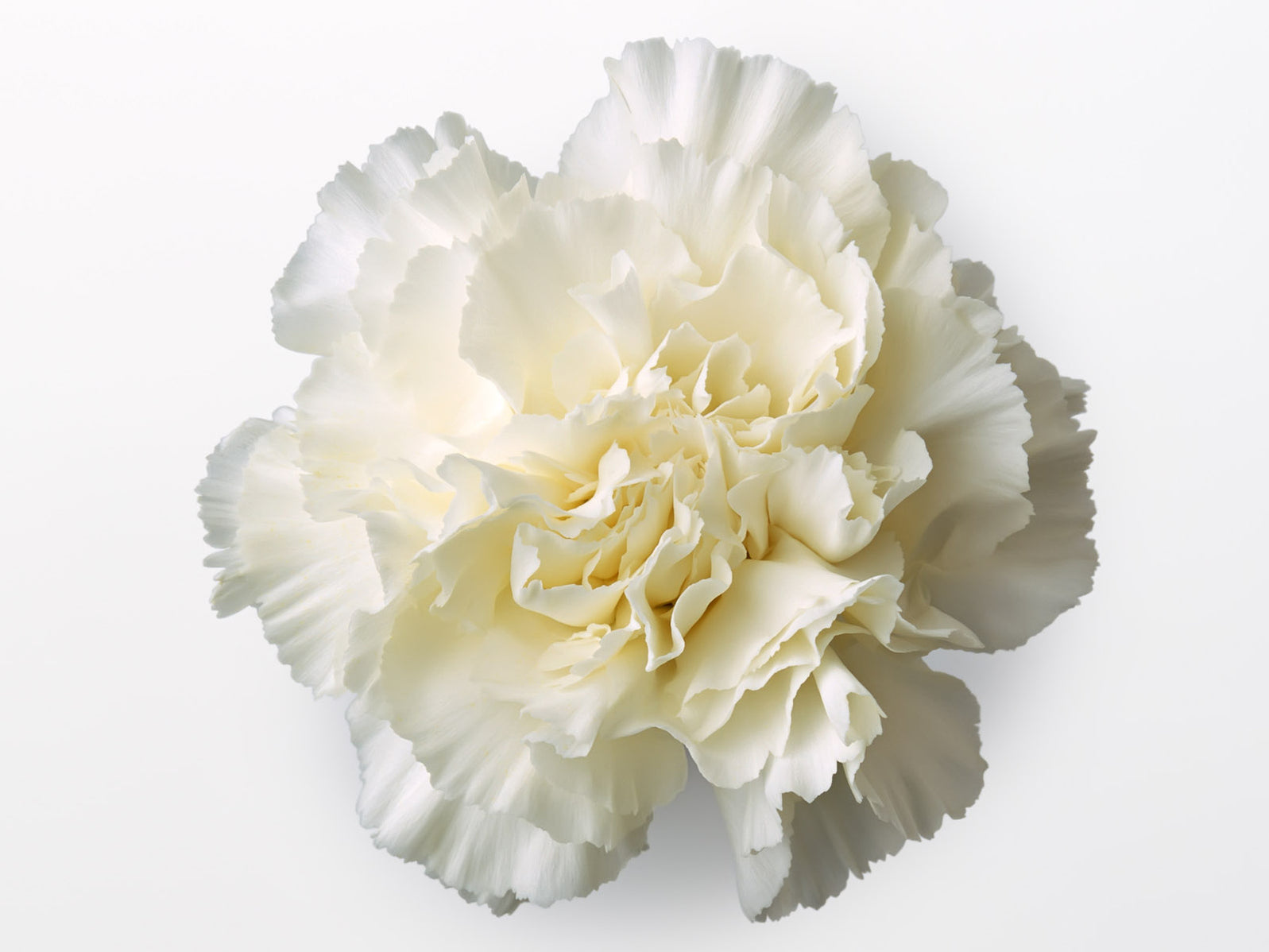White Carnation,Caryphyllaceae chinensis, Flower Essence Aroma Health