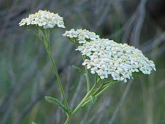 Yarrow, Achillea  millefolium. Essential Oil Healing Water - Aroma Health Texas